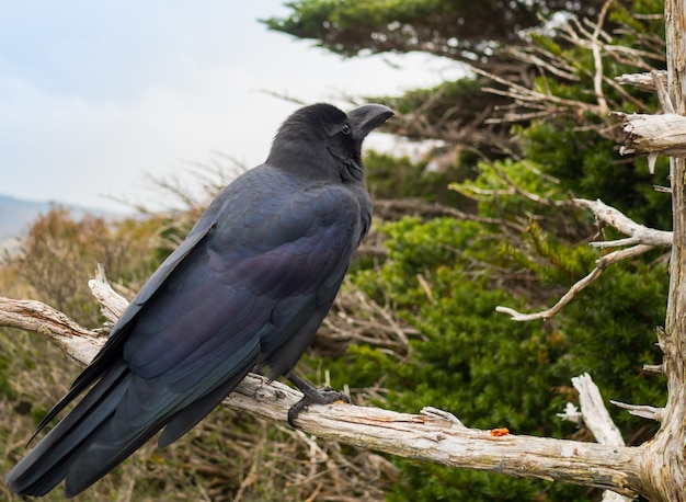 写真 黒いカラス鳥の木の枝の上に立つ