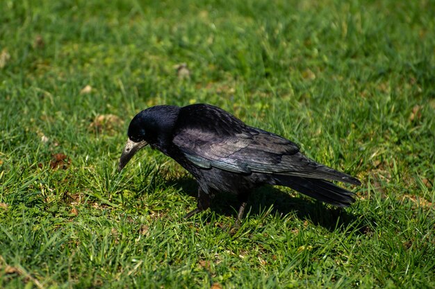 緑の草原で食料を探している黒いカラス