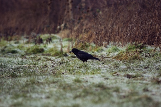 Photo black crow on a frozen grass meadow in london