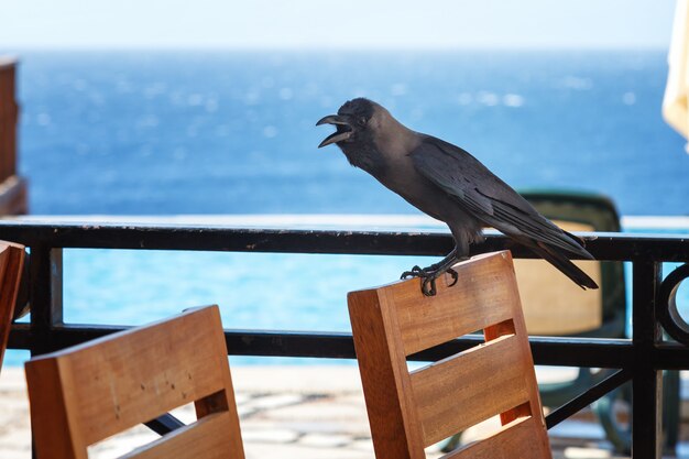 Black crow sits on the back of a chair