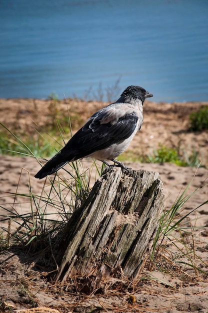 Black Crow sitting on a Post near bay europe