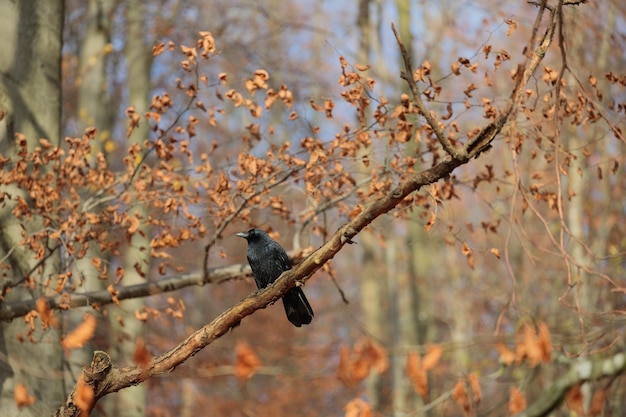 Black crow sitting in tree branch in forest