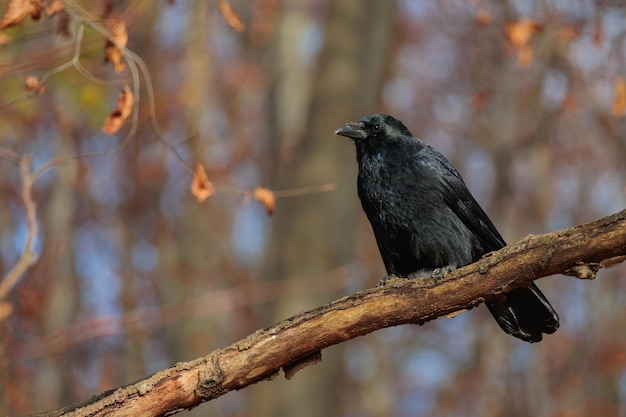 Черная ворона сидит на ветке дерева