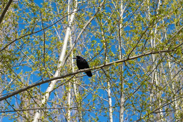 Black crow on a tree branch in springtime