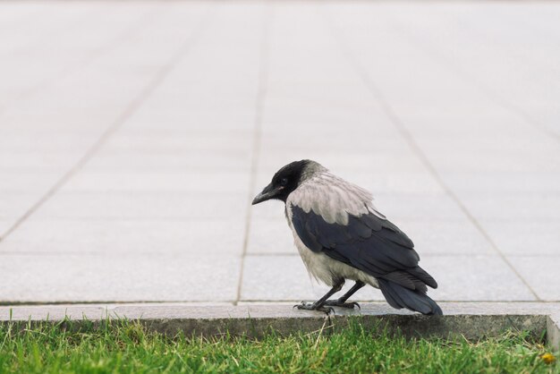 Black crow walks on border near gray sidewalk on background of green grass with copy space. Raven on pavement. Wild bird on asphalt. Predatory animal of city fauna. Plumage of bird is close up.