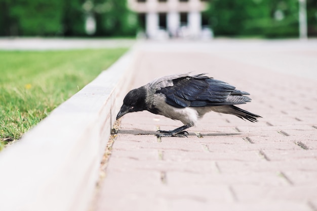 黒いカラスはcopyspaceと緑の芝生の上の灰色の歩道の近くの境界線を歩きます。舗装のワタリガラス。アスファルトの野鳥。都市動物の捕食動物。鳥の羽が間近です。