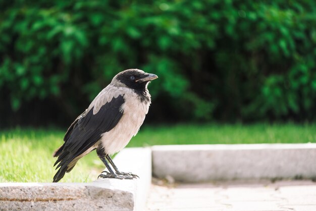 黒いカラスは、コピースペースと豊かな緑の灰色の歩道近くの境界線を歩きます。緑の草や茂みの近くの舗装上のカラス。アスファルトの野鳥をクローズアップ。市の捕食動物。