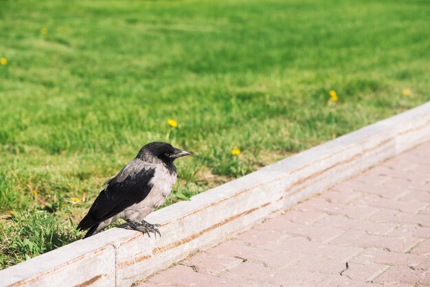 Black crow walks on border near gray sidewalk 