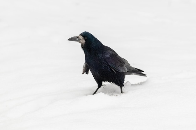 Black crow in the winter park on the snow