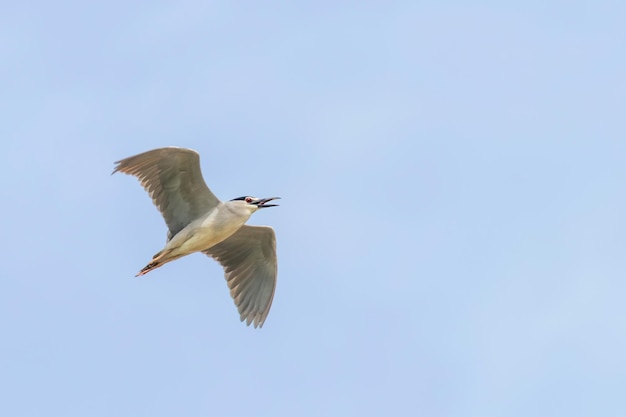 Black Crowned Night Heron in Fight Blue Sky (Nycticorax nycticorax)