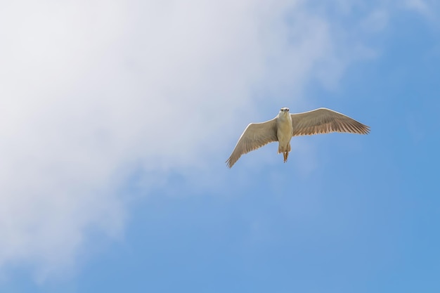 Black Crowned Night Heron Flying