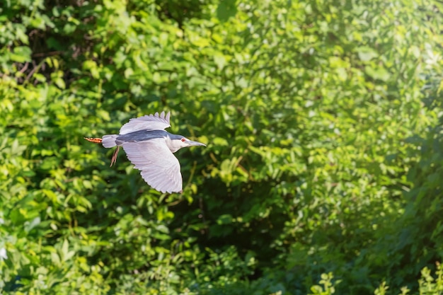 Black-Crowned Night Heron Flying