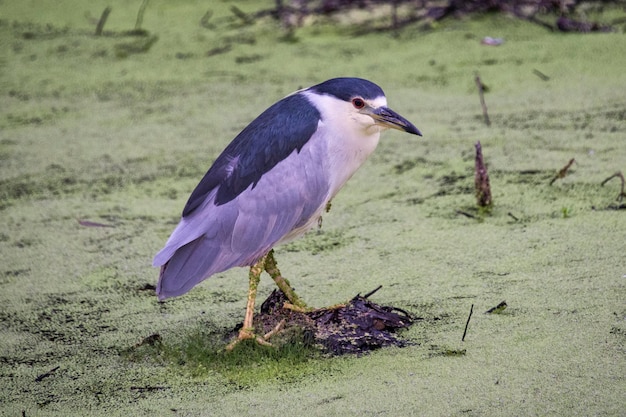 Black crowned night heron in greenish swamp