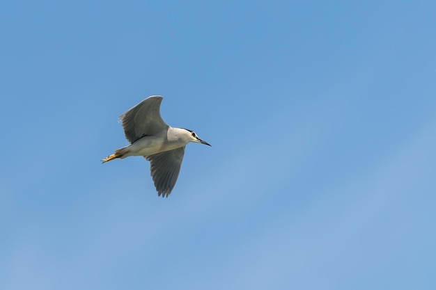 Black Crowned Night Heron in Fight Blue Sky (Nycticorax nycticorax)