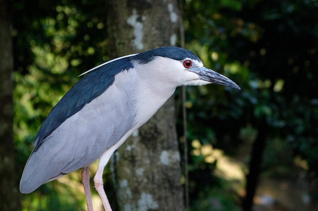 Ночная цапля с черной короной , Nycticorax nycticorax