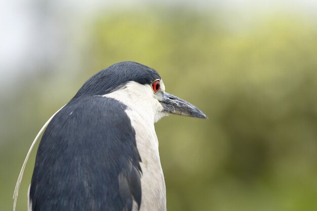 Black crowned night heron