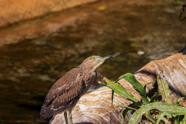 Photo black crowned night heron