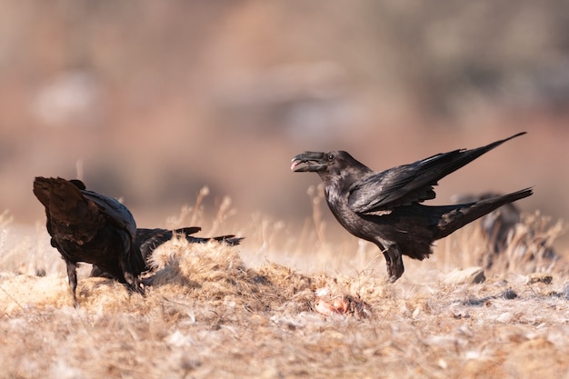 Черные вороны в среде обитания. Corvus corax.