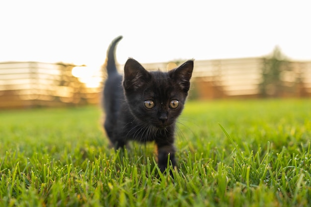 Black curiously kitten outdoors in the grass pet and domestic cat concept copy space and place for