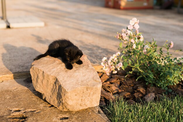 Black curiously kitten outdoors on stone - pet and domestic cat concept