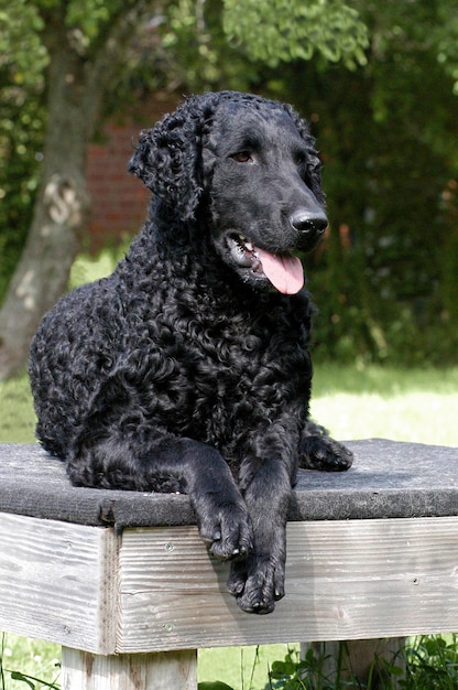 Photo black curly coated retriever dog lying