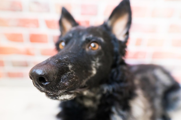 Black curly dog closeup portrait in studio posing smiling