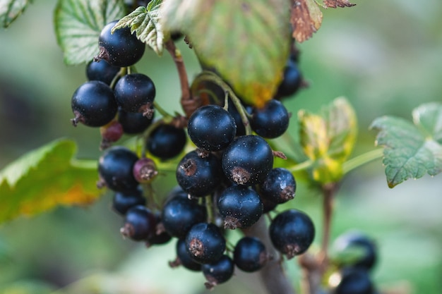 Black currant berries on the bush, closeup