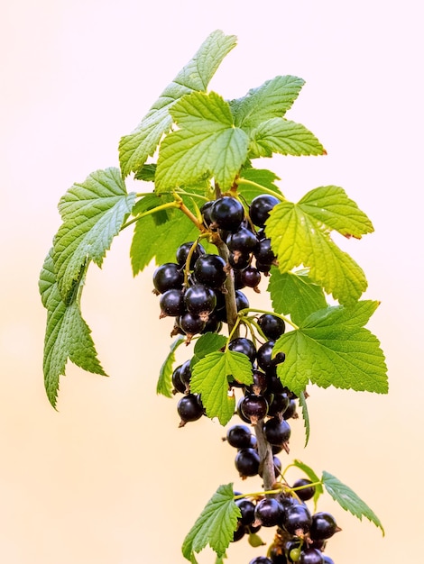 Black currant berries in the garden on the bush Currant harvest Growing currants