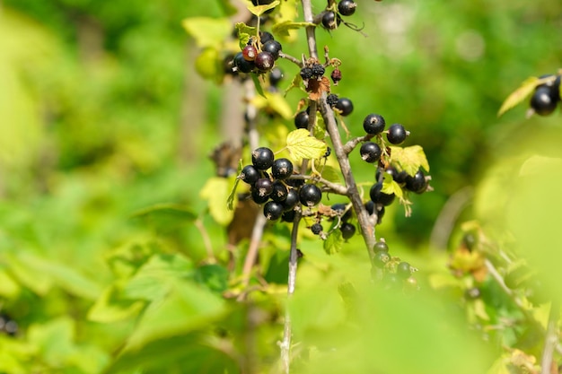 Black currant berries in the garden on the bush Currant harvest Selective focus