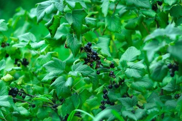 Black currant berries in the garden in summer Selective focus on garden berries Selective focus