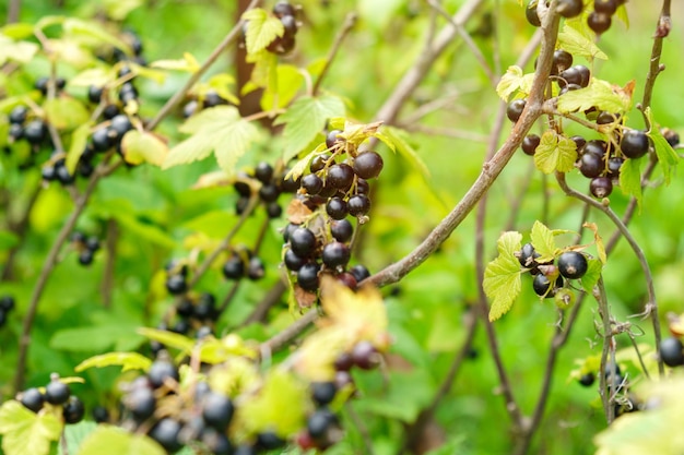 Black currant berries in the garden in summer Selective focus on garden berries