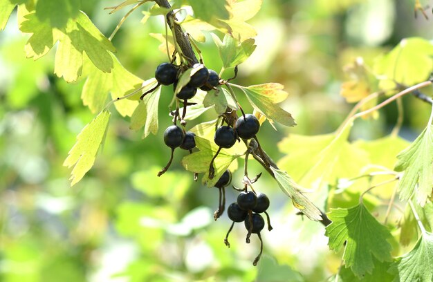 Black currant berries growing on a branch