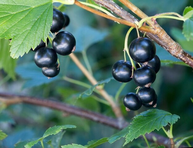 Photo black currant branch close up