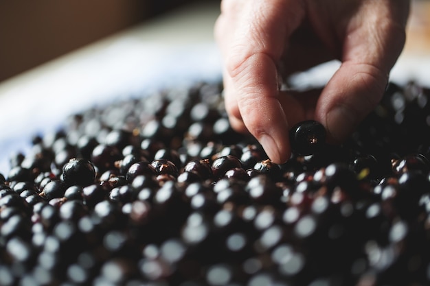 Black currant close-up.