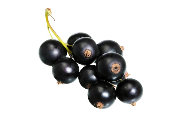 Black currant on white