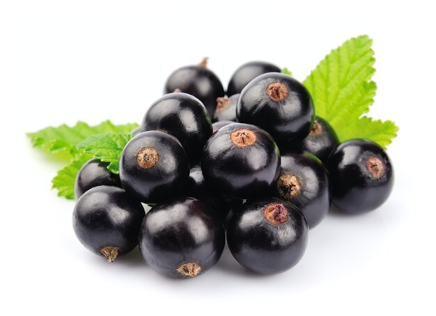 Ribes nero con foglie su bianco