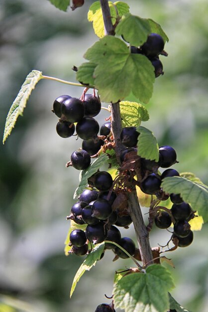 Foto ribes nero