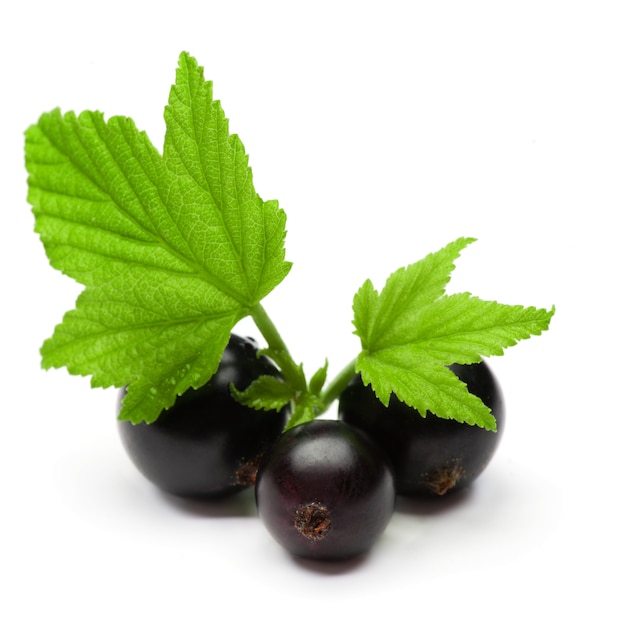 Black currants isolated on white