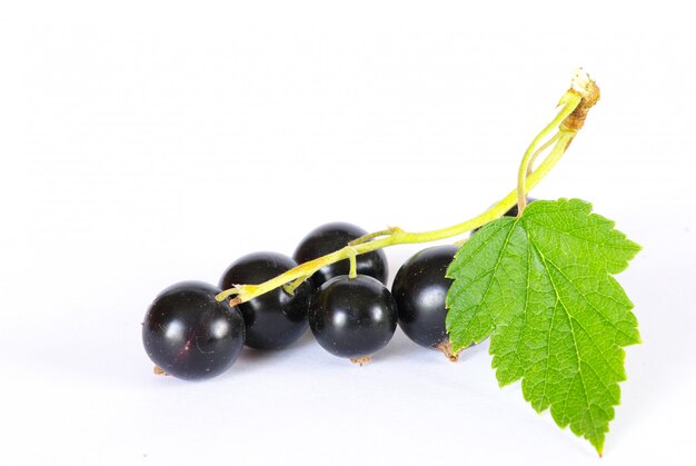 Black currants on white