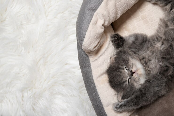 Черный милый котенок спит. Котенок спит с поднятыми вверх ногами.