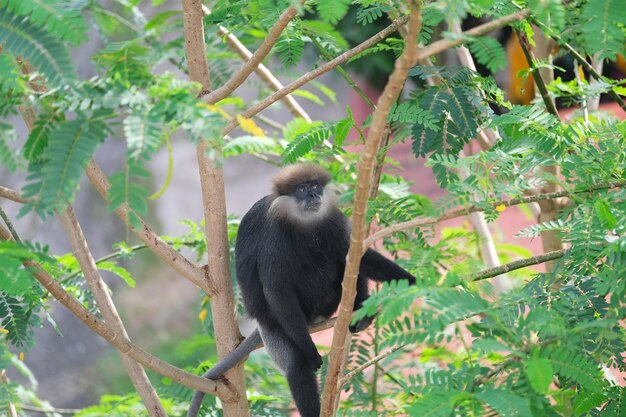 Photo black cute monkey sits on the branch of papaya tree