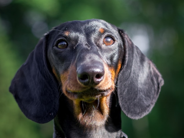 Black dachshund dog portrait outdoor