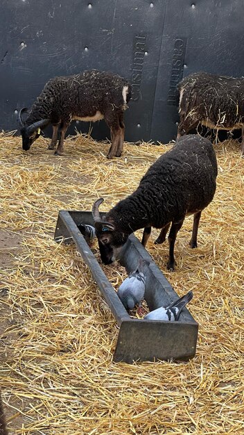 Foto le pecore scure nere e i piccioni mangiano fieno insieme