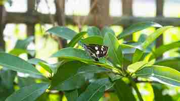 Photo the black dash skipper on leaves