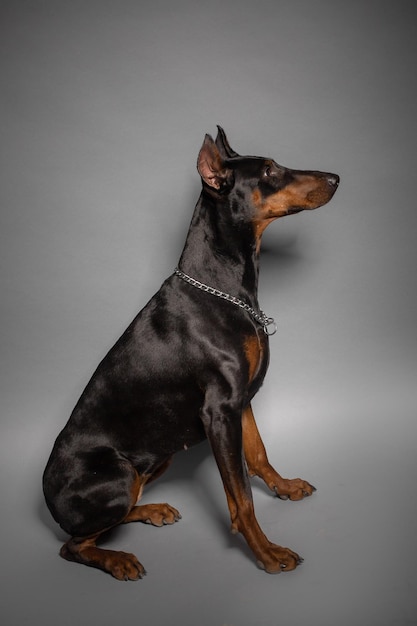 Foto fondo nero dello studio del ritratto del cane del doberman nero