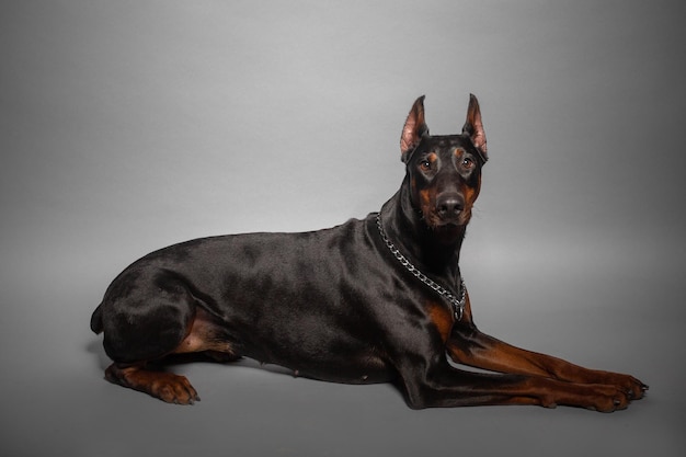 Fondo nero dello studio del ritratto del cane del doberman nero