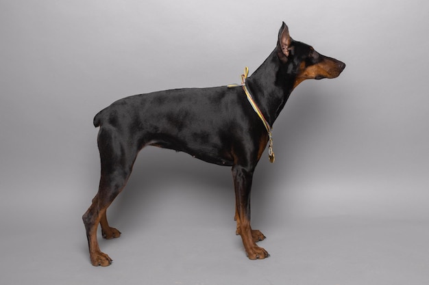 Black doberman dog portrait studio black background