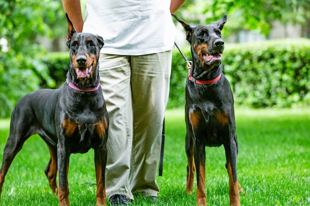 black dobermans. Man walks in the park pureblood Dobermanns