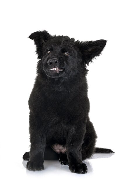 Photo black dog against white background