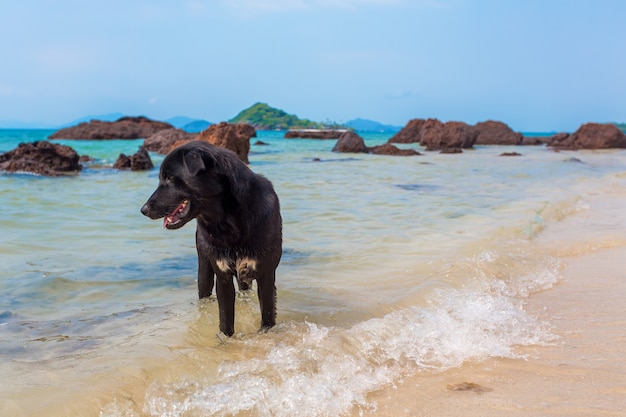 ビーチの黒い犬